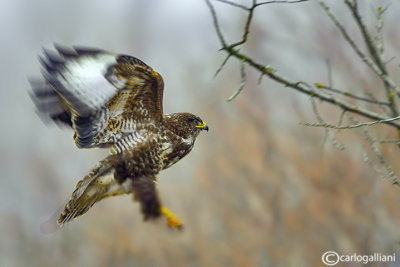 Poiana-Common Buzzard (Buteo buteo)