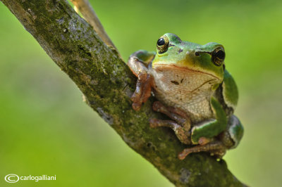 Raganella italiana-Italian Tree Frog   (Hy!a intermedia)