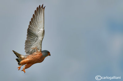 Grillaio- Lesser Kestrel (Falco naumanni