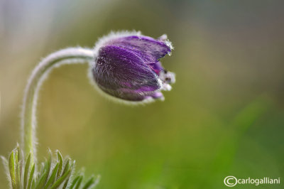 Pulsatilla montana