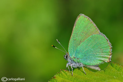 Callophrys rubi