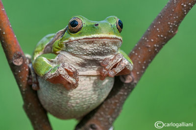 Raganella italiana-Italian Tree Frog   (Hy!a intermedia)