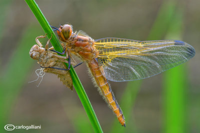 Birth of a dragonfly : Libellula fulva