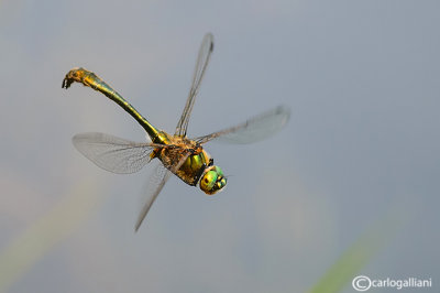 Cordulia aenea