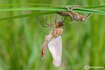 Birth of a dragonfly : Cordulia aenea