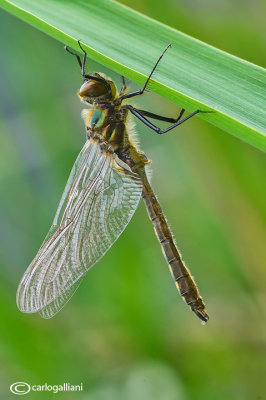 Cordulia aenea