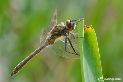 Cordulia aenea