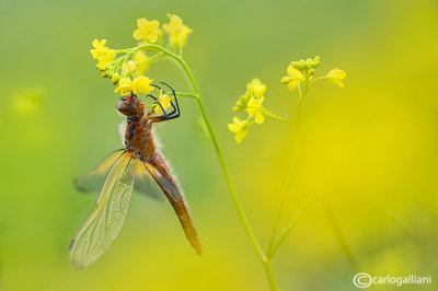 Libellula fulva