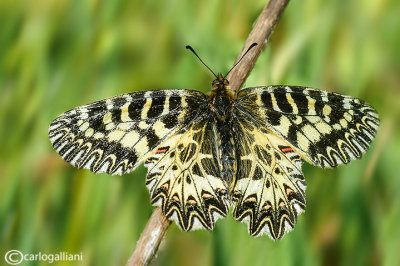 Zerynthia cassandra