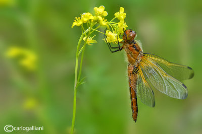 Libellula fulva