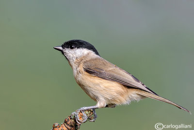 Cincia bigia - Marsh Tit -(Poecile palustris)