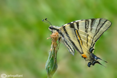 Iphiclides podalirius