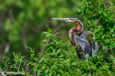 Airone rosso-Purple Heron (Ardea purpurea)