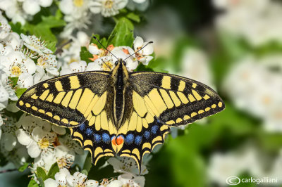 Papilio machaon