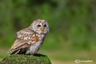 Allocco-Tawny Owl (Strix aluco)