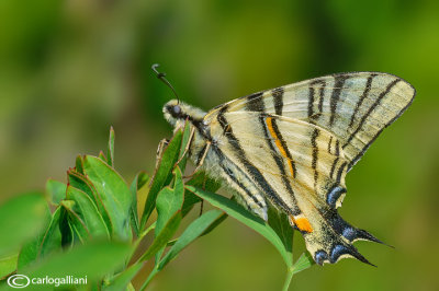 Iphiclides podalirius