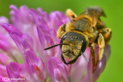 Halictus sp.