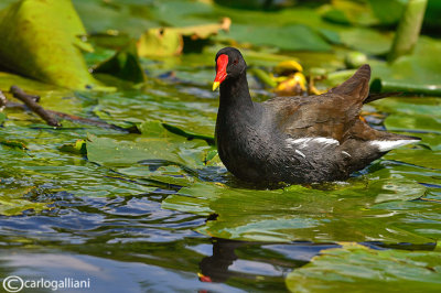 Gallinella d'acqua-Common Moorhen (Gallinula chloropus)