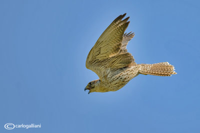 Sacro - Saker -Falco cherrug
