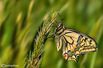 Papilio machaon