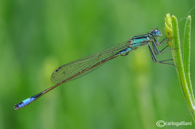 Ischnura elegans male