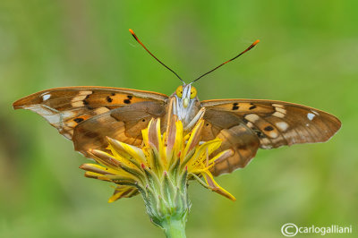 Apatura ilia