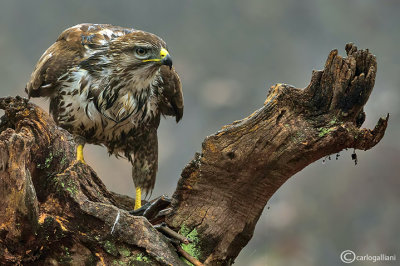 Poiana-Common Buzzard (Buteo buteo)