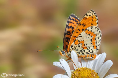 Melitaea didyma