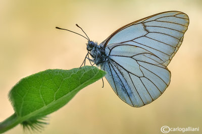 Aporia crataegi