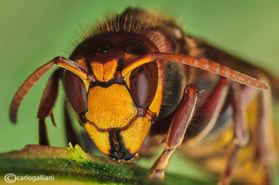 Calabrone - Hornet (Vespa crabro)