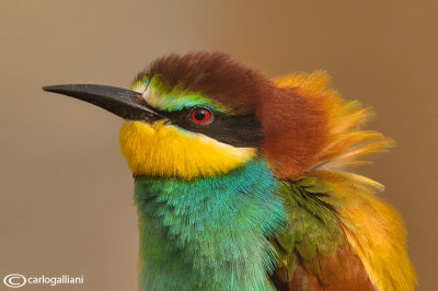 Gruccione - Bee eater - (Merops apiaster)