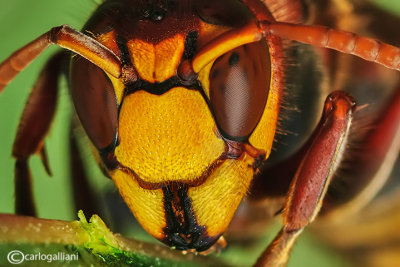 Calabrone - Hornet (Vespa crabro)