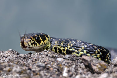 Biacco- Western Whip Snake  (Hierophis viridiflavus )