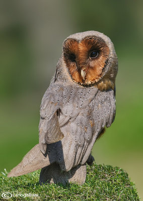 Barbagianni - Barn Owl (Tyto alba)