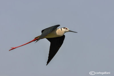 Cavaliere d'Italia-Black-winged Stilt (Himantopus himantopus)