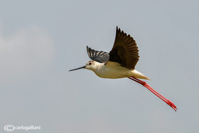 Cavaliere d'Italia-Black-winged Stilt (Himantopus himantopus)