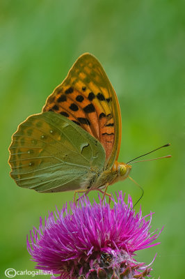 Argynnis pandora