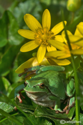 Raganella italiana-Italian Tree Frog (Hy!a intermedia)