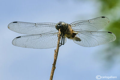 Libellula fulva