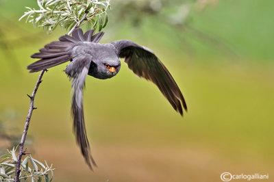 Falco cuculo- Red-footed Falcon (Falco vespertinus)