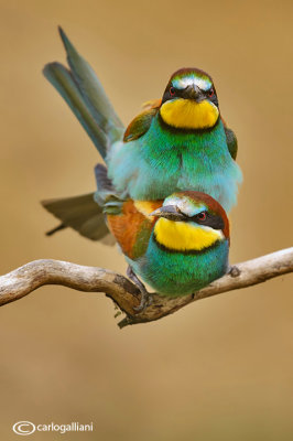 Gruccione-European Bee-eater (Merops apiaster)