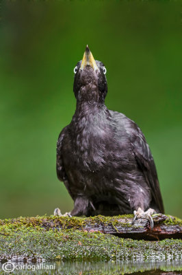 Picchio nero -Black Woodpecker (Dryocopus martius)