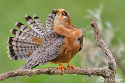 Falco cuculo- Red-footed Falcon (Falco vespertinus)