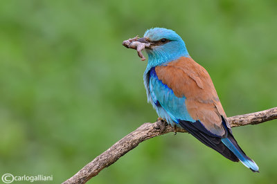 Ghiandaia marina-European Roller (Coracias garrulus)