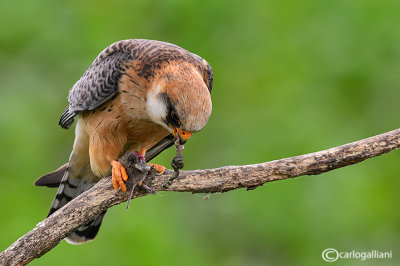 Falco cuculo- Red-footed Falcon (Falco vespertinus)