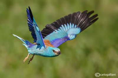 Ghiandaia marina-European Roller (Coracias garrulus)