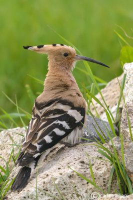 Upupa- Hoopoe (Upupa epops)