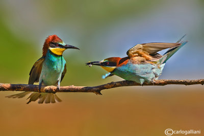 Gruccione-European Bee-eater (Merops apiaster)