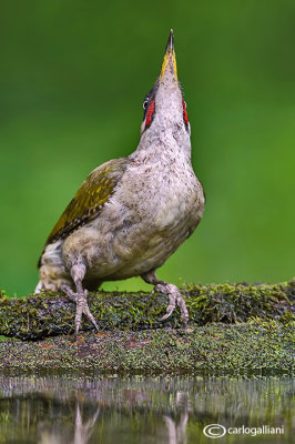 Picchio verde-Green Woodpecker (Picus viridis)
