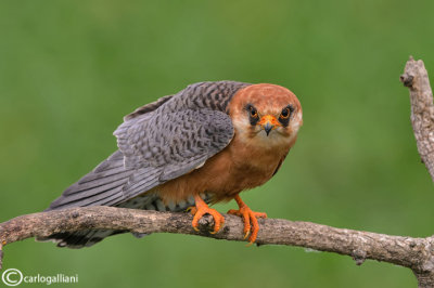 Falco cuculo- Red-footed Falcon (Falco vespertinus)